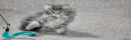 Maine Coon cats for sale: Plush PusZ XXL TICA registered Maine Coon Kittens - Advert 4