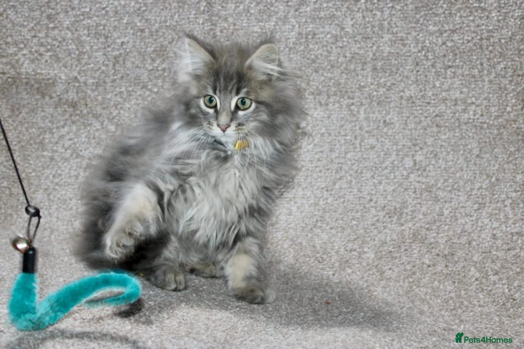 Maine Coon cats for sale: Plush PusZ XXL TICA registered Maine Coon Kittens - Advert 4
