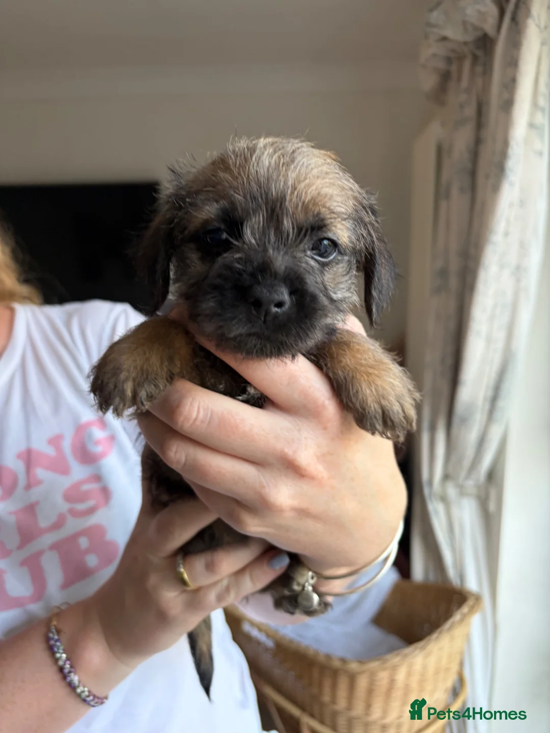Border Terrier dogs for sale: Beautiful KC registered Border Terrier puppy. Boy - Advert 4