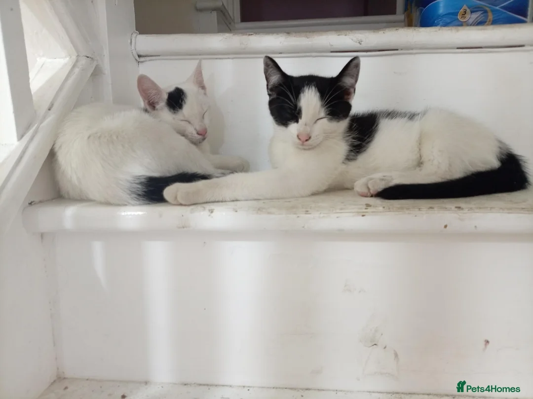 Mixed Breed cats for sale: Cats looking for forever homes - Advert 2