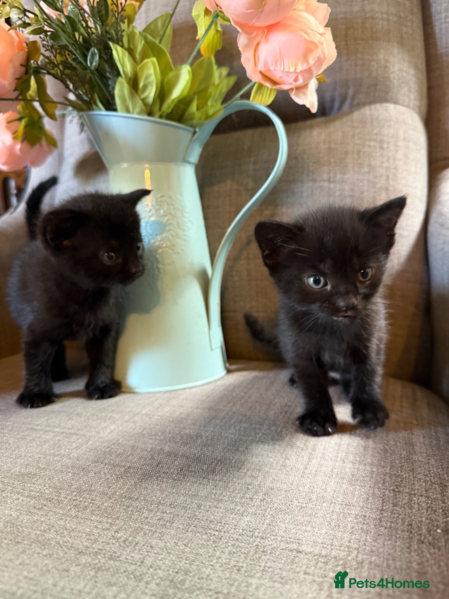 Mixed Breed cats Adorable Kittens Looking for Their Forever Homes!  - Advert 2
