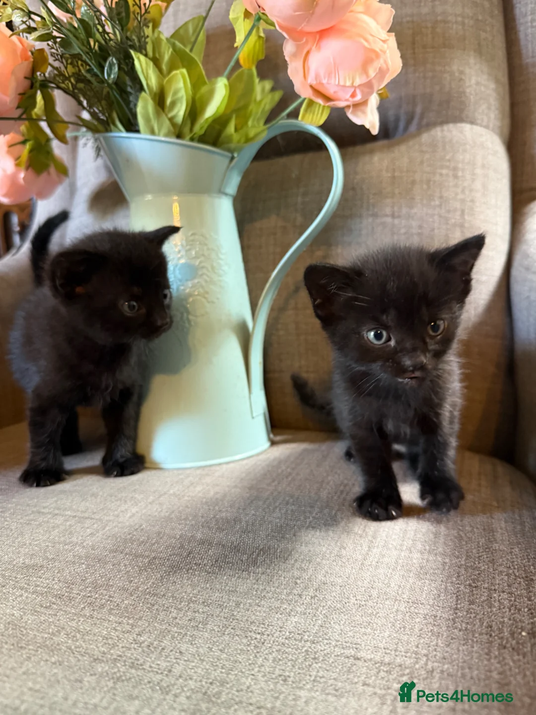 Mixed Breed cats for sale: Adorable Kittens Looking for Their Forever Homes!  - Advert 2