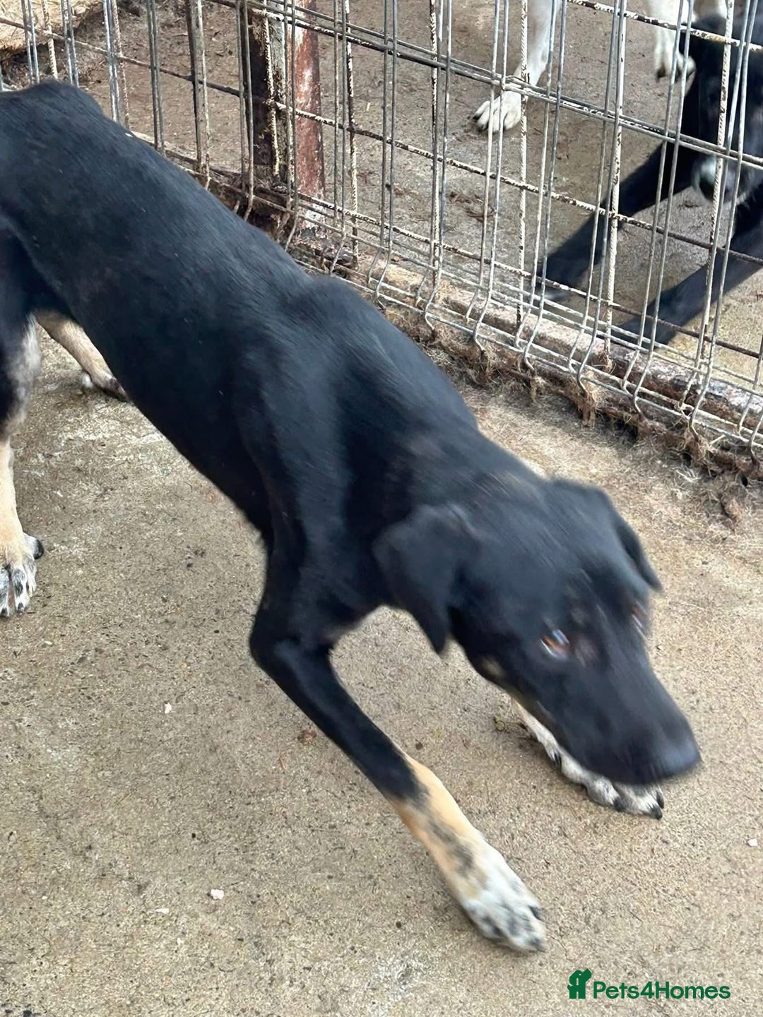 Mixed Breed dogs for adoption: Whiskey. Norwich Norfolk  - Image 11