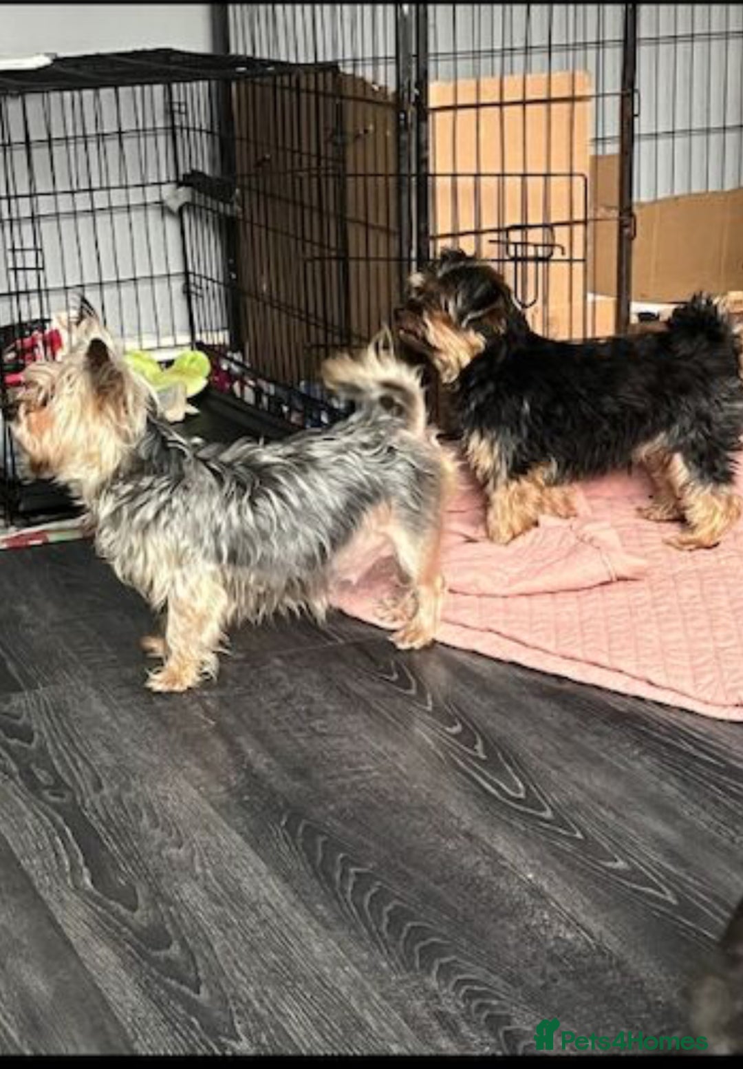 Yorkshire Terrier dogs for sale: 2 Yorkie pedigree boys  - Image 3