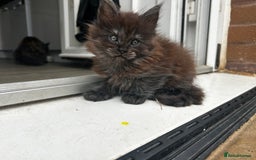 Maine Coon cats for sale: 2 xl tica active mainecoon kittens  - Image 11