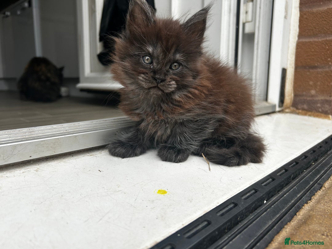 Maine Coon cats for sale: 2 xl tica active mainecoon kittens  - Image 11