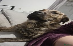 Mixed Breed dogs for sale: 9month old pup called Coco - Advert 3