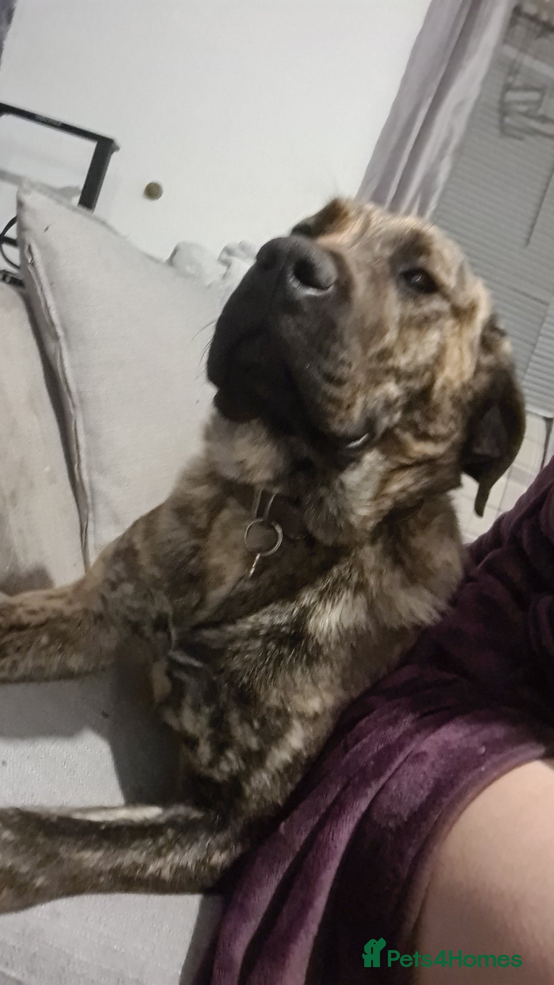 Mixed Breed dogs for sale: 9month old pup called Coco - Advert 3