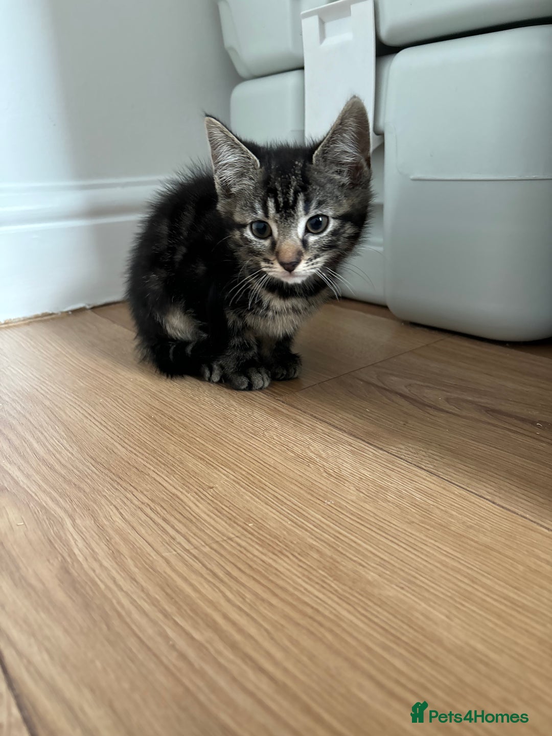 American Shorthair cats for sale: 🌟5 Adorable Kittens Ready For 4ever Home 🌟 - Advert 30