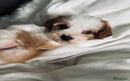 Cavapoo dogs for sale: Beautiful health tested cavapoos  - Image 11