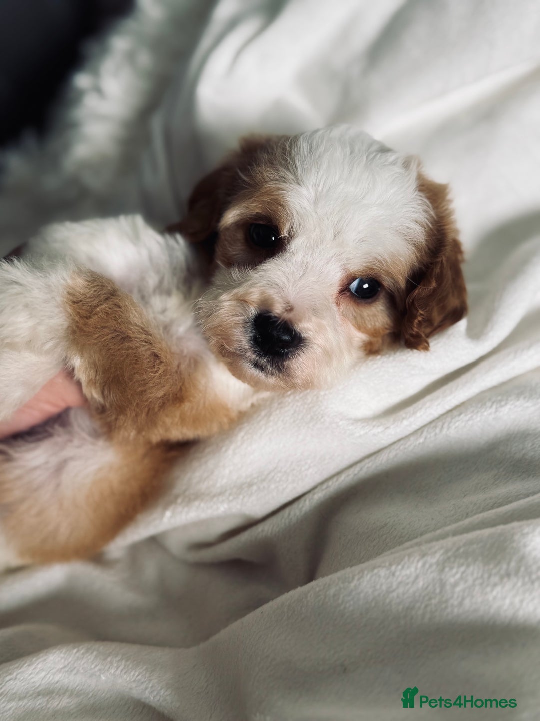 Cavapoo dogs for sale: Beautiful health tested cavapoos  - Image 11