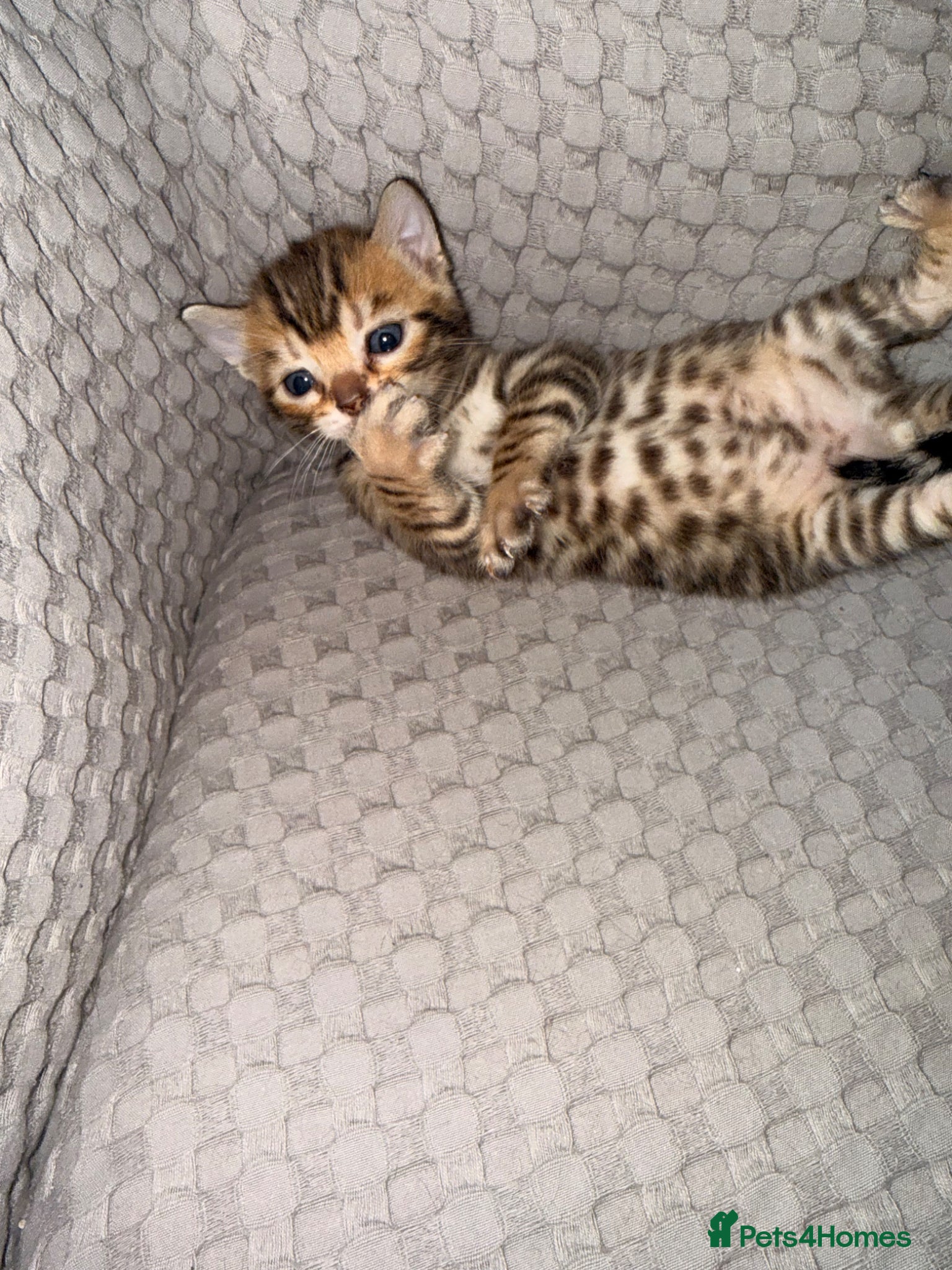 Bengal cats Bengal Snow Marble, Rosette Brown & Dark Marble  - Advert 2