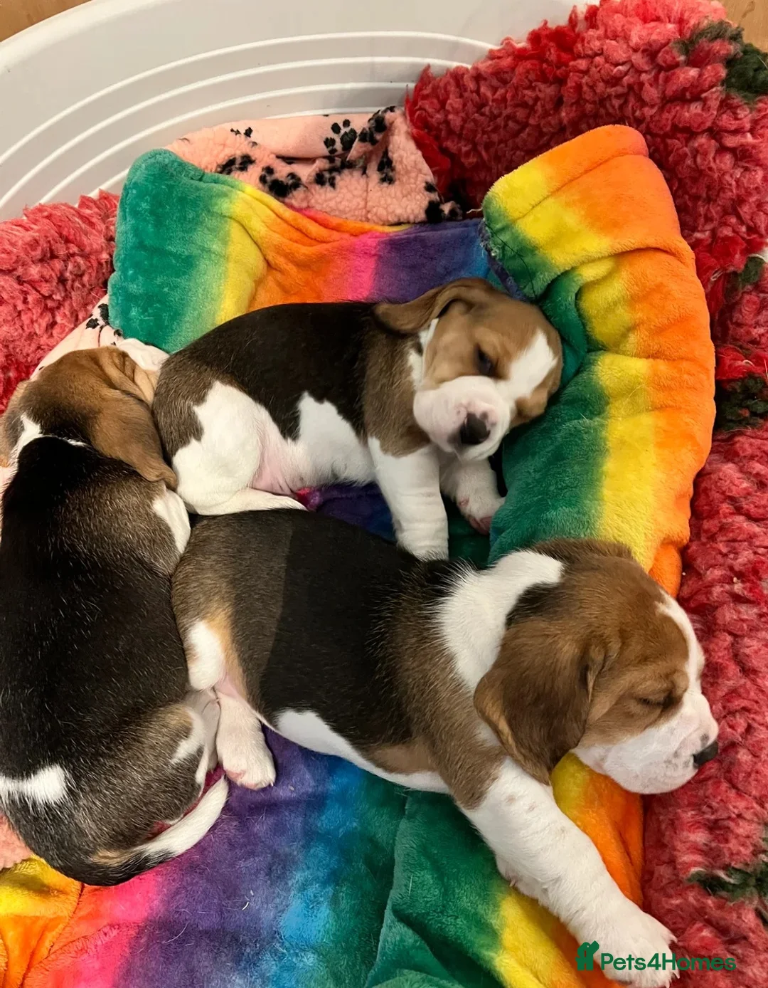 Beagle dogs for sale: Beagle puppies  - Advert 9