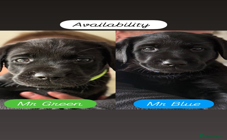 Labrador Retriever dogs - Advert 2