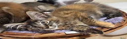 Maine Coon cats for sale: READY TO LEAVE NOW GCCF PEDIGREE MAINECOON KITTENS - Advert 22