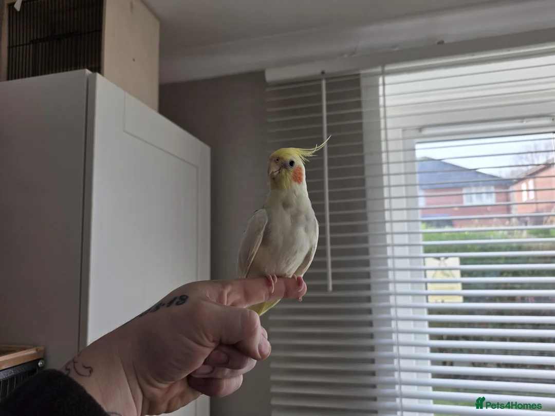 Cockatiels birds for sale: Pair of cockatiels - Advert 1