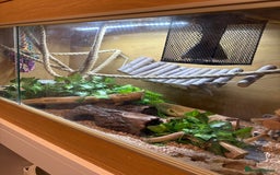 Corn Snake reptiles for sale: Corn snake  - Image 3