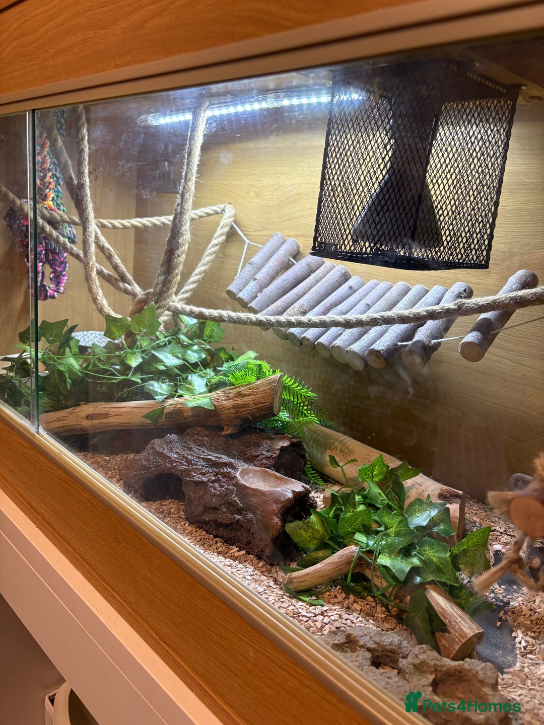 Corn Snake reptiles for sale: Corn snake  - Image 3