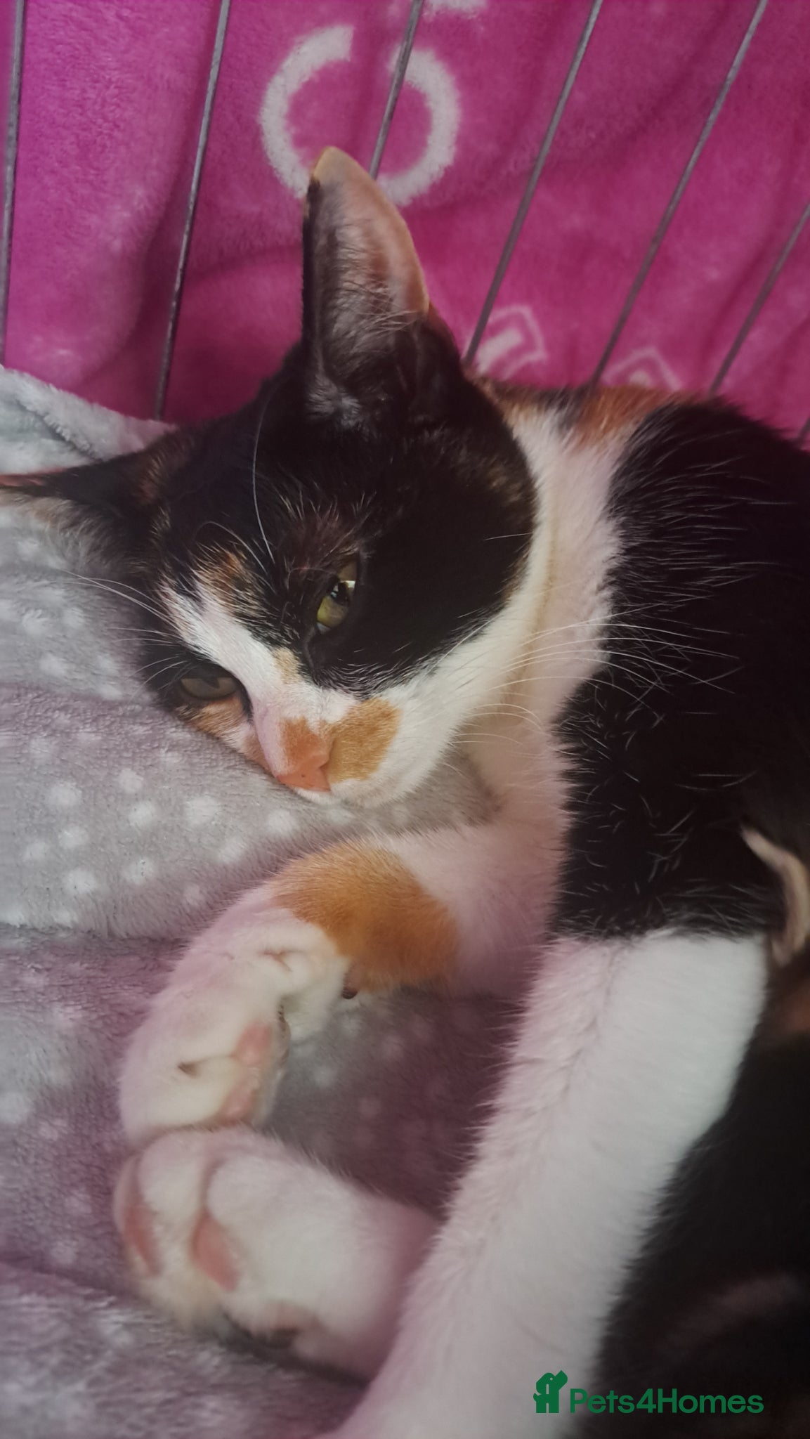 Mixed Breed cats Beautiful girl kittens - Advert 1