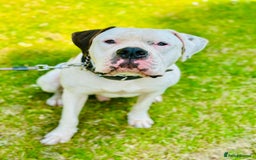 American Bulldog dogs for sale: 12 month old american bulldog - Image 3