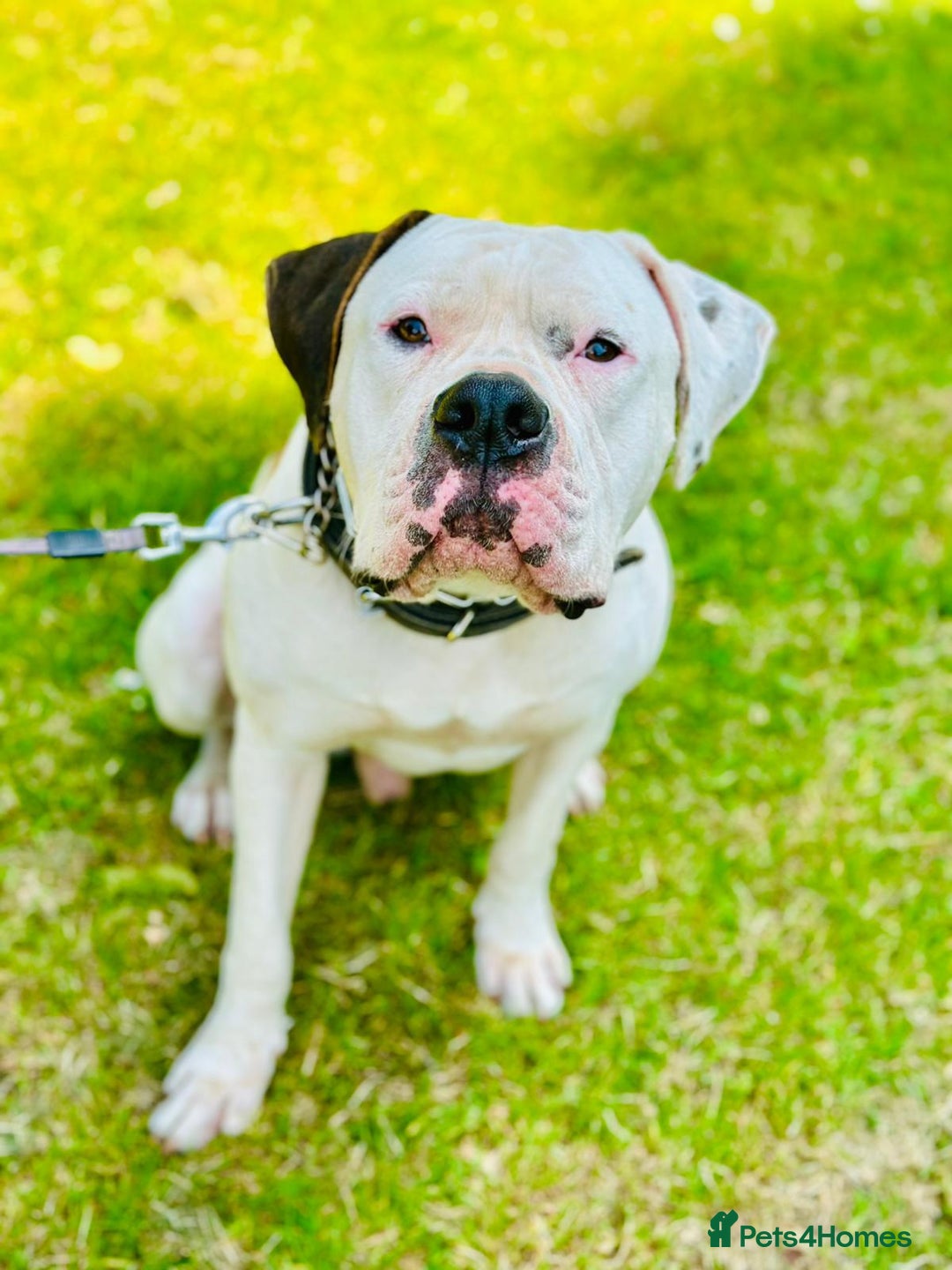 American Bulldog dogs for sale: 12 month old american bulldog - Image 3