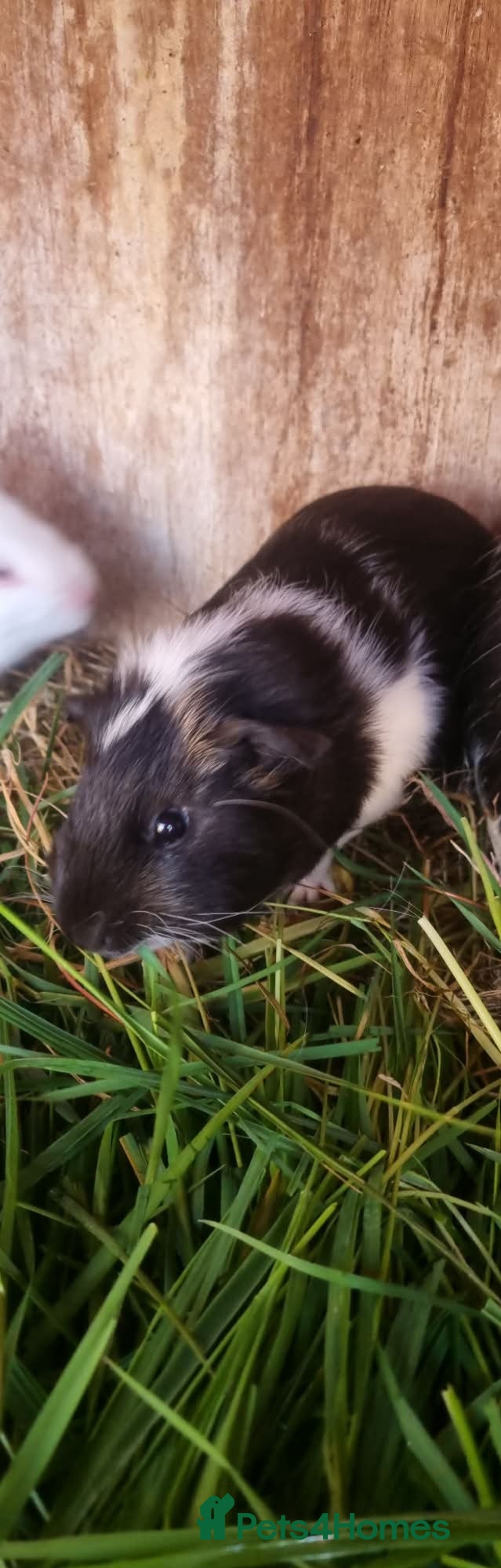 Guinea Pig rodents 2x female guineapigs- best friends  - Advert 3