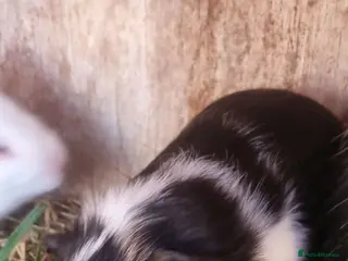 Guinea Pig rodents 2x female guineapigs- best friends - Advert 3