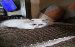 Ragdoll cats for sale:  ragdoll kittens parents gccf registered  - Image 15