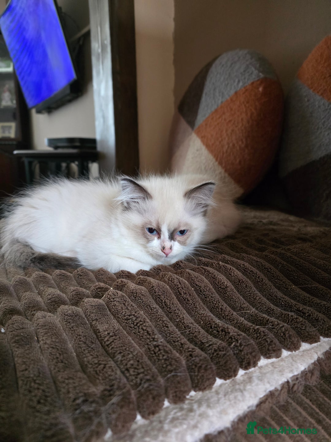 Ragdoll cats for sale:  ragdoll kittens parents gccf registered  - Image 15