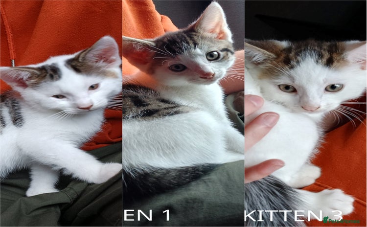 Domestic Shorthair cats - Advert 7