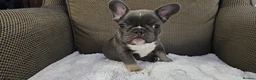 French Bulldog dogs for sale: French bulldog boy - Advert 5