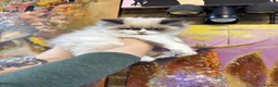 Selkirk Rex cats for sale: Two kittens left  - Advert 5