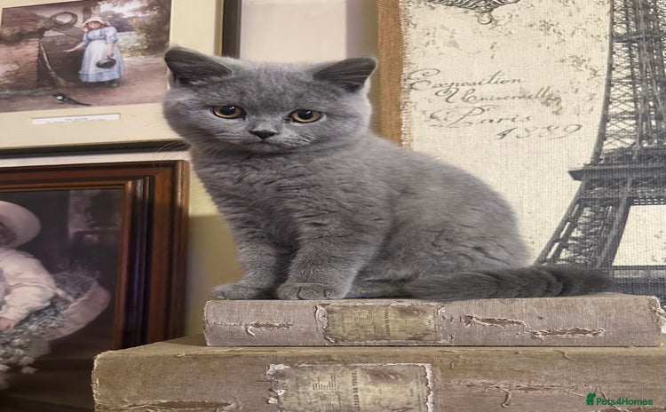 British Shorthair cats - Advert 6