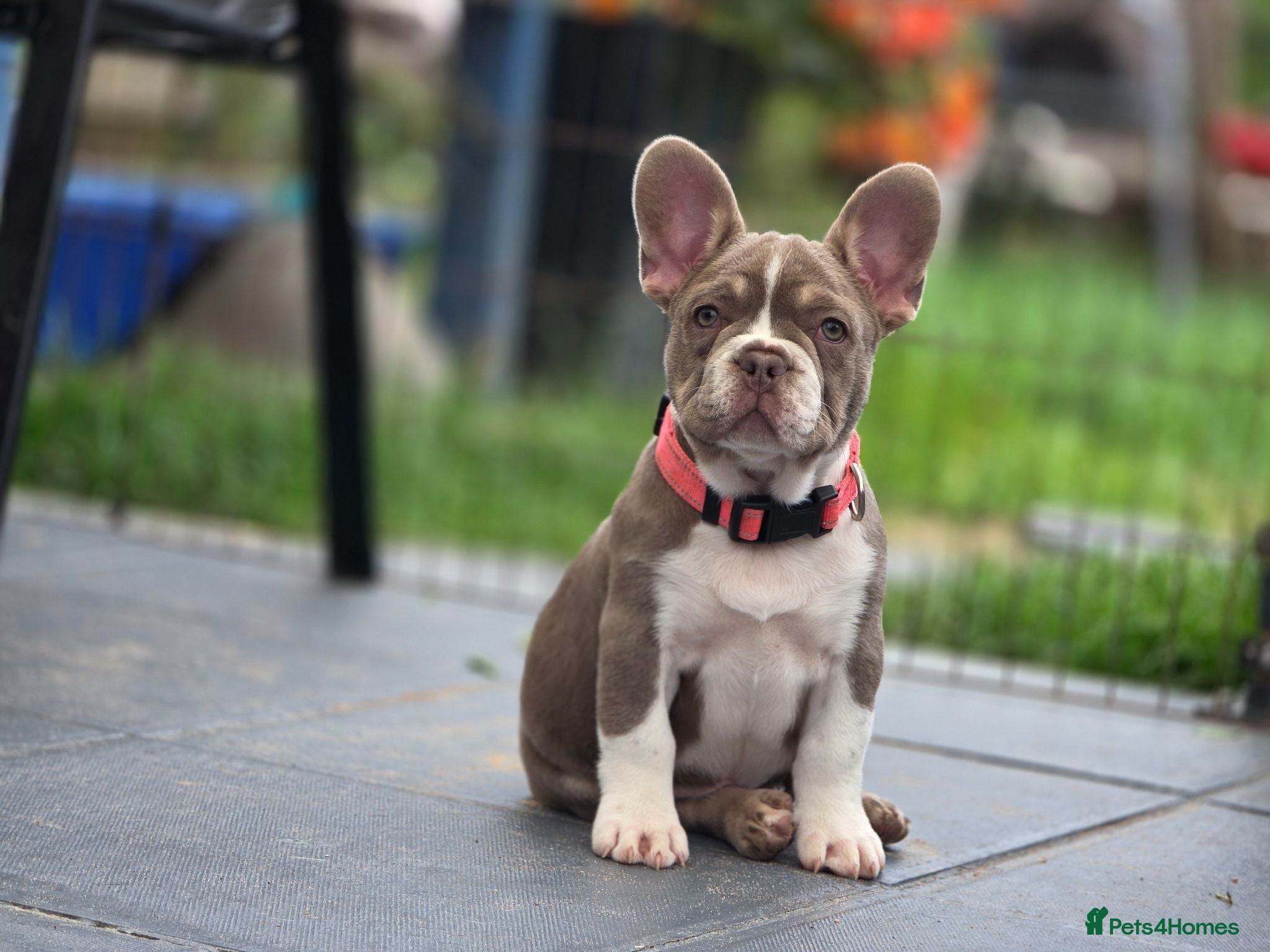 French Bulldog dogs REDUCED!  French Bulldog with papers - Advert 5