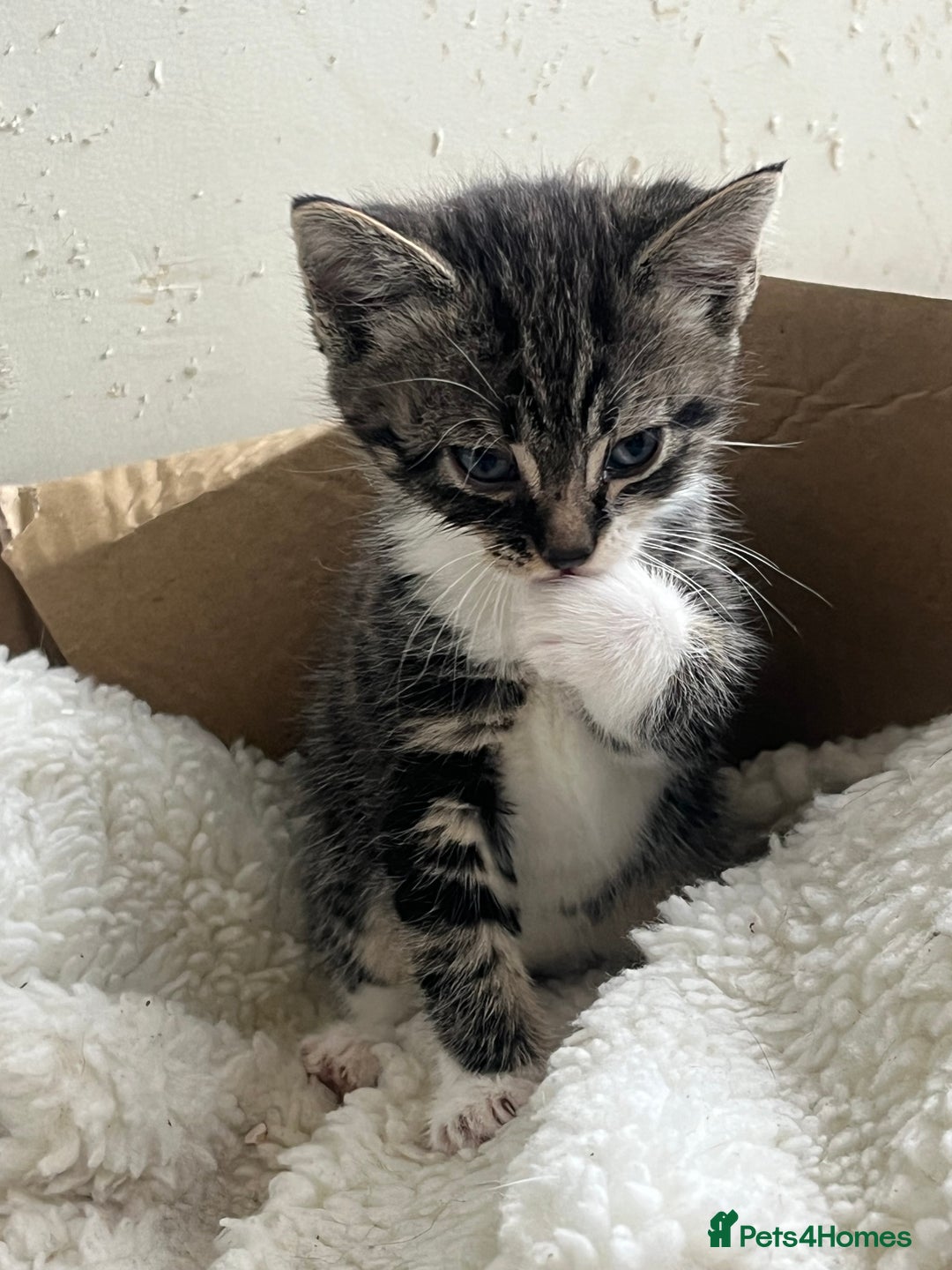 Mixed Breed cats for sale: 3 Beutiful babies  - Advert 1