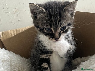 Mixed Breed cats 3 Beutiful babies - Advert 1