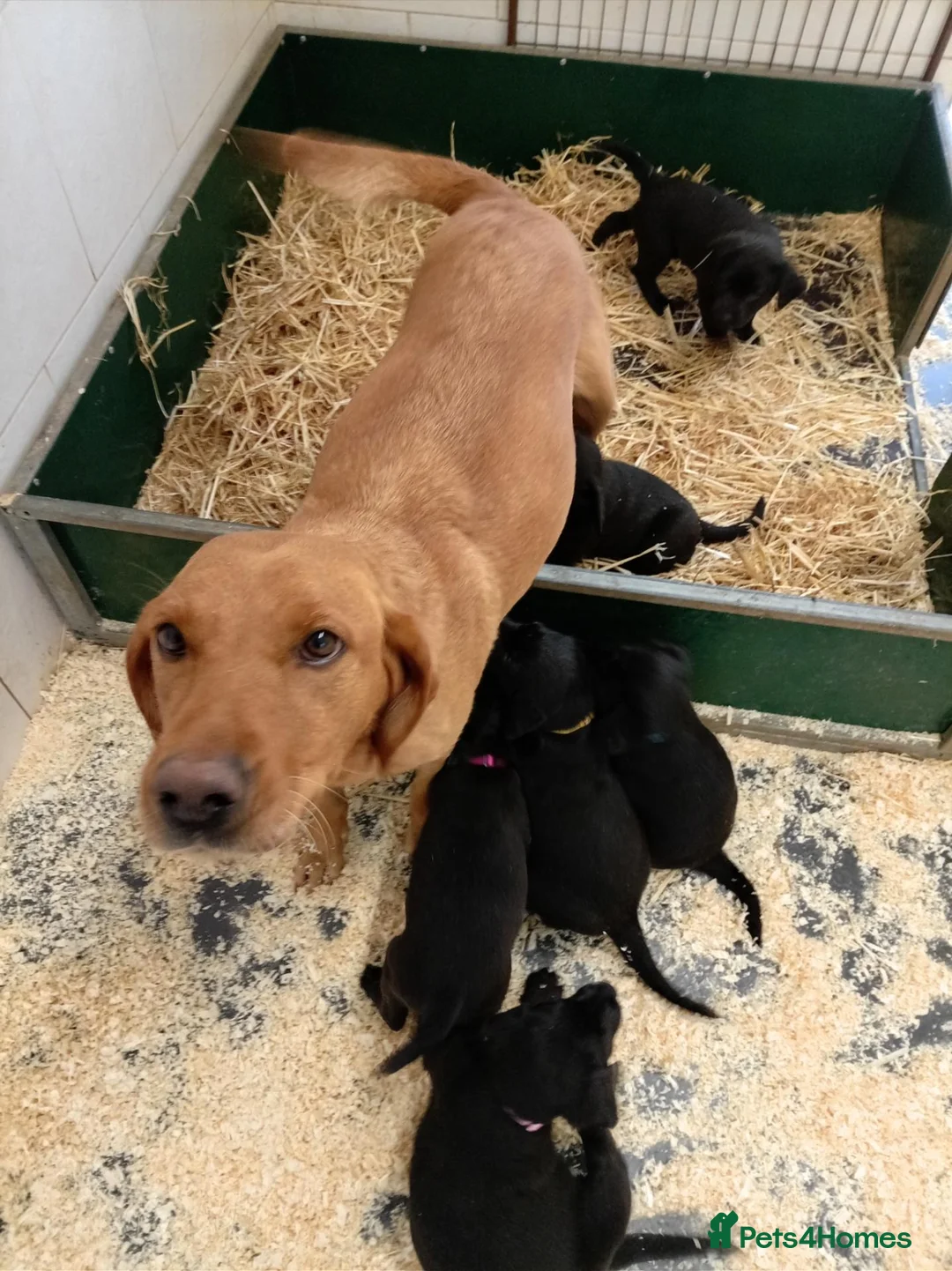 Labrador Retriever dogs for sale: Beautiful Labrador Puppies  - Advert 13