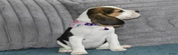 Beagle dogs for sale: Beautiful beagle puppies  - Advert 5