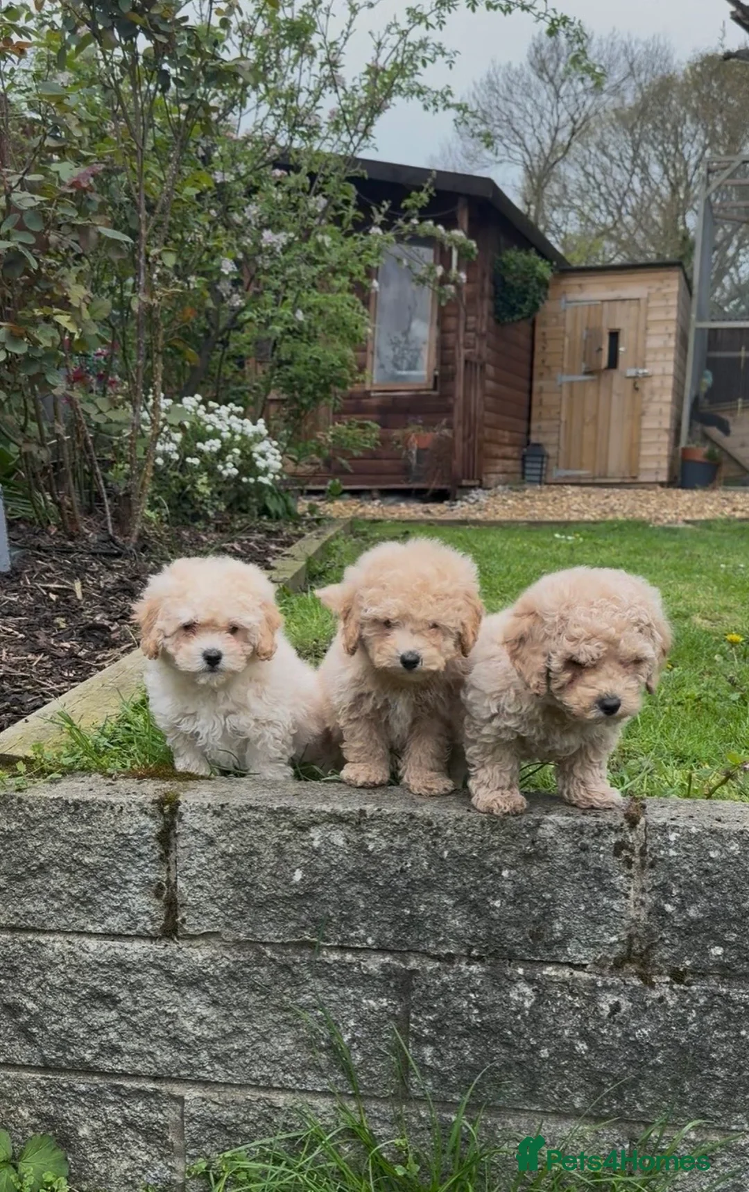 Poochon dogs for sale: Beautiful puppies  - Advert 16