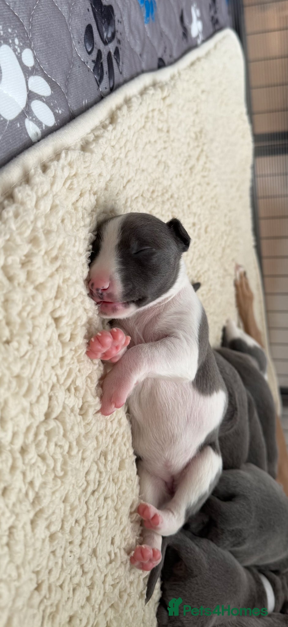 Whippet dogs QUALITY KC WHIPPET PUPPIES 🔵⚪️ - Advert 15