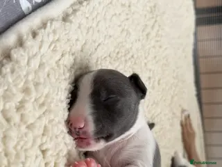 Whippet dogs QUALITY KC WHIPPET PUPPIES 🔵⚪️ - Advert 15