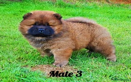 Chow Chow dogs for sale: Crufts Best of Breed pedigree  - Image 5