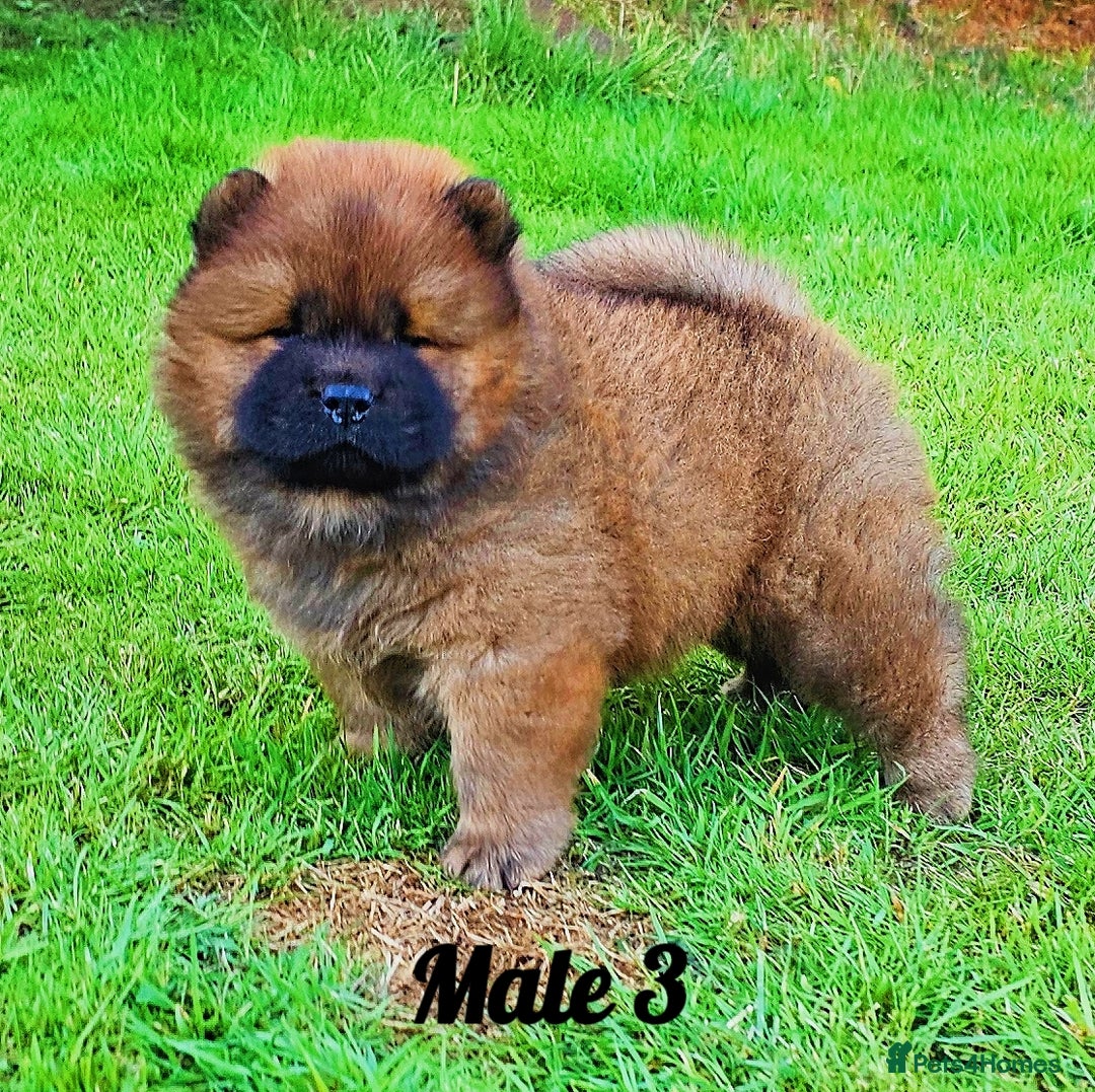 Chow Chow dogs for sale: Crufts Best of Breed pedigree  - Image 5