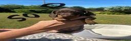 Miniature Dachshund dogs for sale: Miniature dachshunds in Wells - Advert 7