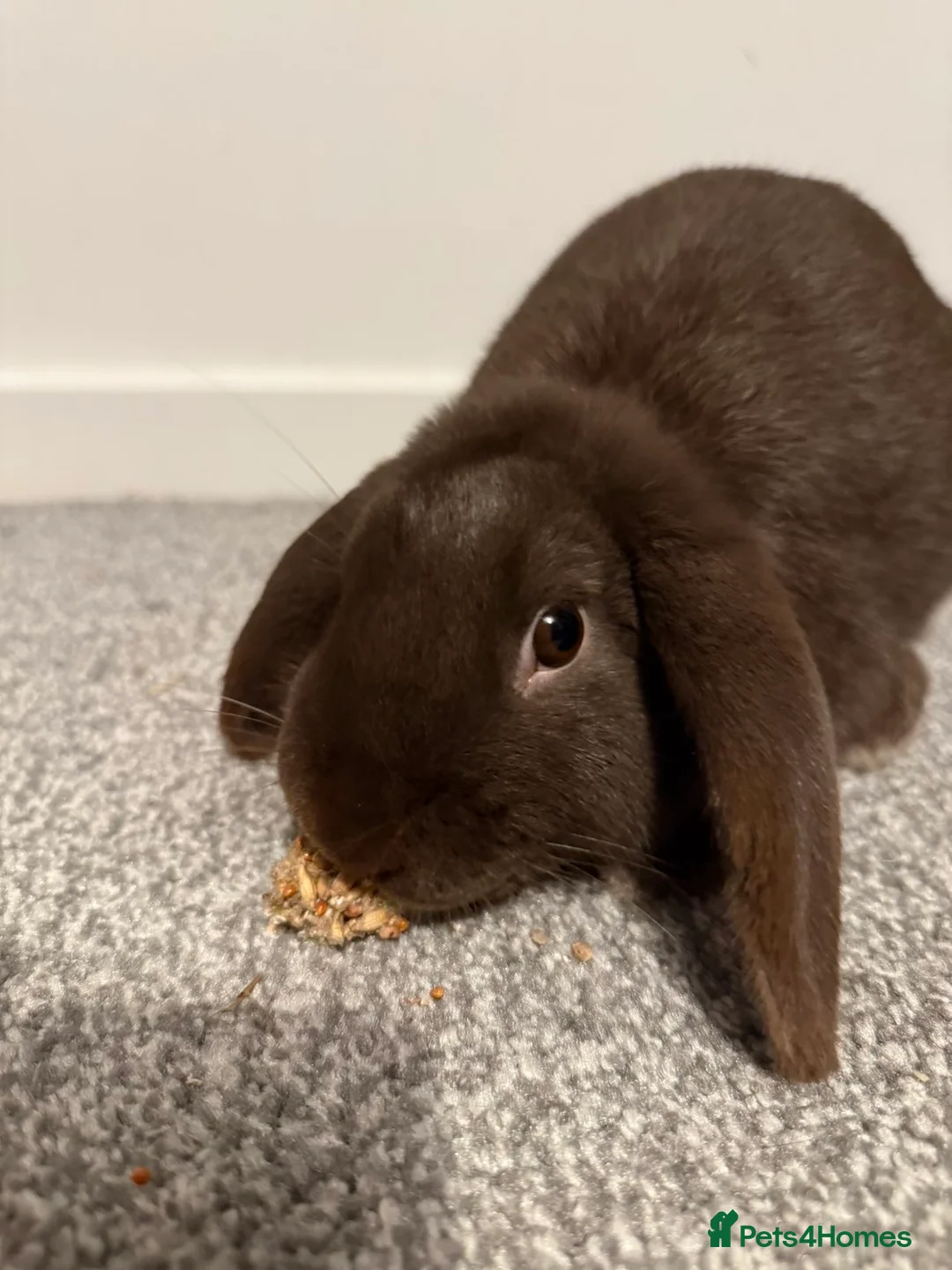 Mixed Breed rabbits for sale: bunny  in Crewe - Advert 2