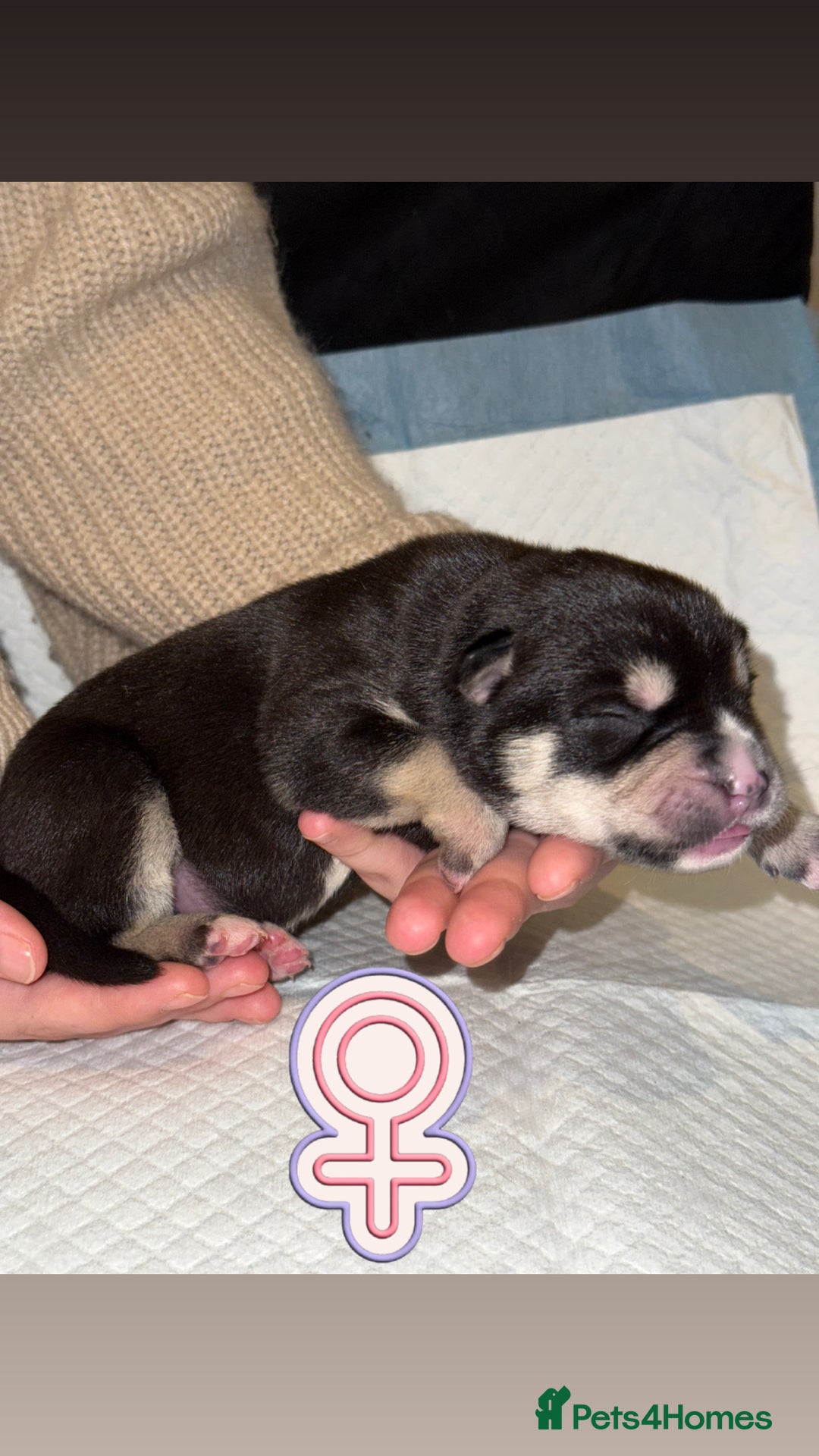 Mixed Breed dogs for sale: Pocket Bully & Siberian Husky Excellent Puppies - Advert 6