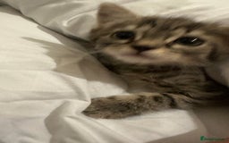 Mixed Breed cats for sale: Kitten available  - Image 4