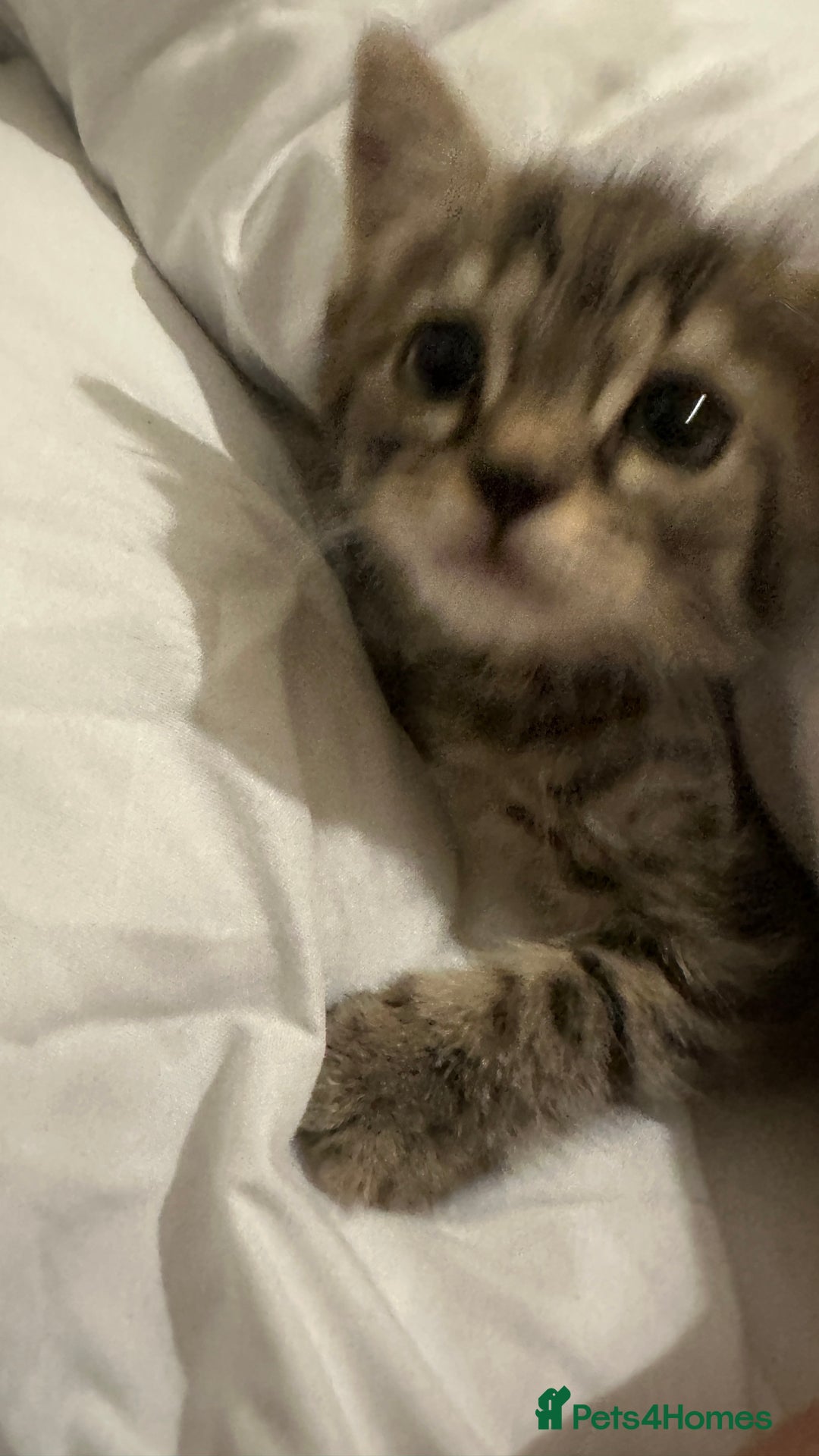 Mixed Breed cats for sale: Kitten available  - Image 4