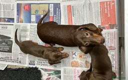 Miniature Dachshund dogs for sale: Miniature dachshunds ready for loving homes  - Advert 9