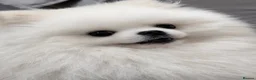 Pomeranian dogs for sale:     Luxury White Pomeranian Puppies  - Advert 26